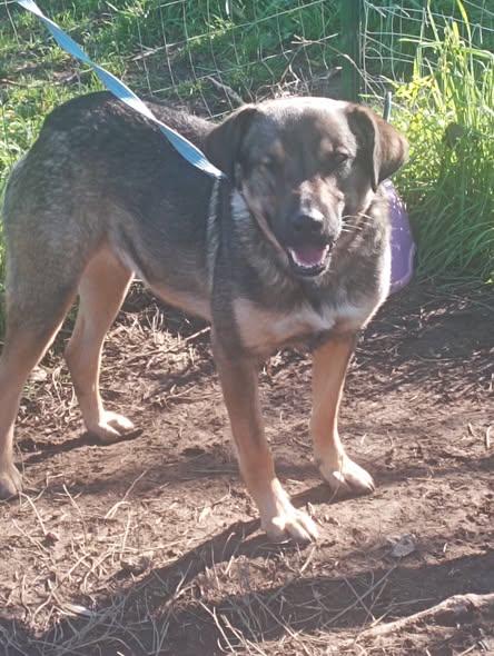 Igor cagnetto sfortunato ma buonissimo Foto 3